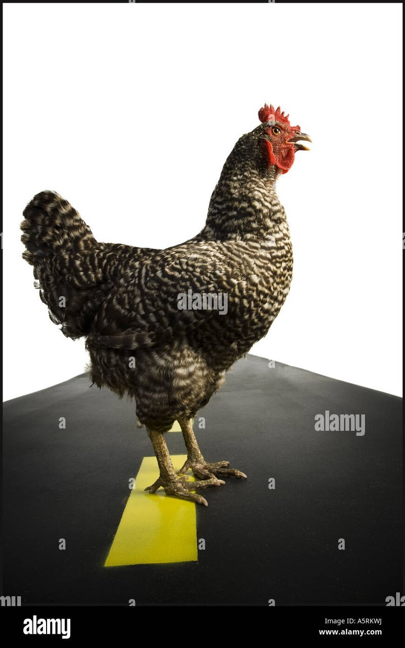 Descubre los Secretos del Camino del Pollo en el Juego Masivo de España - overview