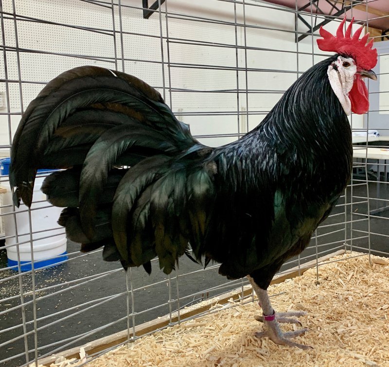 Explore chicken road oficial